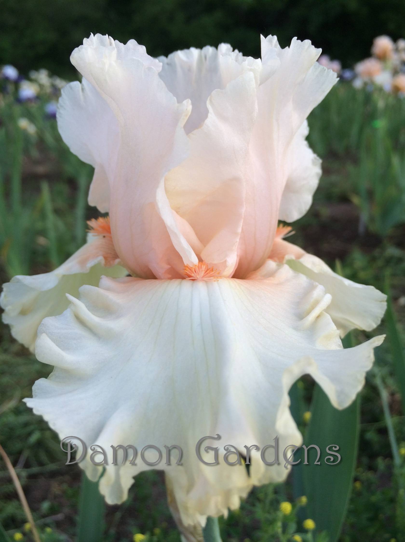 Iris Wedding Belle